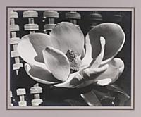 Magnolia Blossom, 1926 (gelatin silver print) , ar