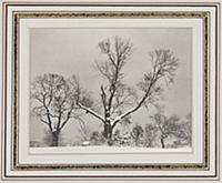 Trees in Winter, c.1923 (gelatin silver print) , a