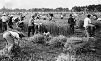 3058115 Teachers and students harvesting wheat wit