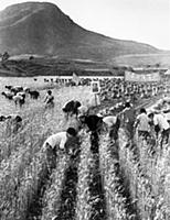 3058116 Girls helping to harvest wheat at Wanli Co