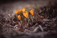 First spring crocuses