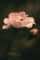 Garden rose and ladybug