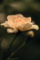 Garden rose and ladybug