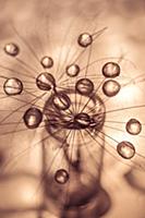 Dandelion parachute in water drops