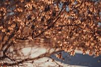 linden tree in spring