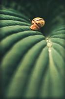 Snail on a green leaf