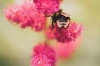 Bumblebee sits on a pink flower