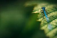 A blue dragonfly sits on a green rosehip leaf