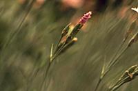 Pink flower on a background of greenery