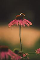 Bumblebee sits on a gerbera flower