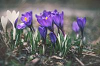 First spring crocus flowers