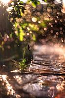 Violet in raindrops