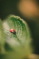 Ladybug on a rosehip leaf