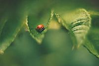 Ladybug in foliage