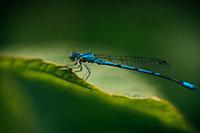 Blue dragonfly in foliage