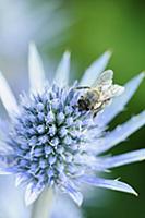 Удивительные цветы от FlowerPhotos
