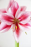 Amaryllis, Hippeastrum 'Gervase', Close view of on