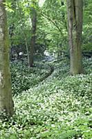 Wild garlic, Allium ursinum, Mass of plants with w
