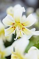 Fawn lily, Erythronium californicum 'White Beauty'