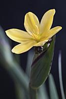 Golden-eyed grass, Sisyrinchium graminoides 'Yello
