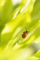 Red shield bug, Acanthosomatidae, on green foliage