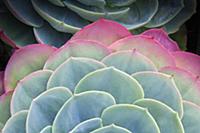 Glaucus echeveria, Echeveria secunda var, glauca, 