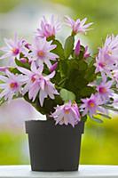 Rose Easter cactus, Rhipsalidopsis rosea, A plant 