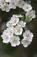 Midland hawthorn, Crataegus laevigata, Close view 