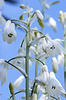 Summer hyacinth, Galtonia candicans, Pendulous whi