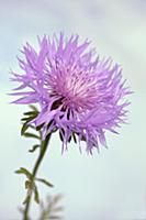 Persian Cornflower, Centaurea dealbata, Side view 