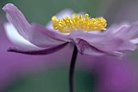 Japanese anemone, Anemone x hybrida 'Serenade', Ve