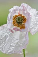 Shirley poppy, Papaver rhoeas Shirley series, Clos