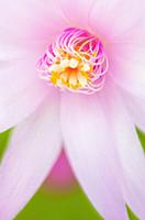 Rose Easter cactus, Rhipsalidopsis rosea, Close vi