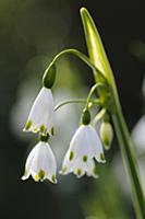 Summer snowflake, Leucojum aestivum, Side view of 