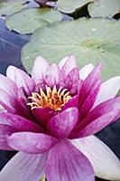 Water lily, Nymphaea cultivar, Close view of one p
