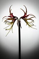 Amaryllis, Hippeastrum 'Chico', Side view of one s