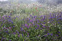 Purple viper's bugloss, Echium plantagineum with p