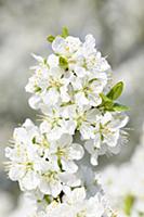 Plum, Prunus domestica 'Blue tit', Cluster of whit