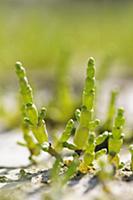 Samphire, Salicornia europaea, Close side view of 