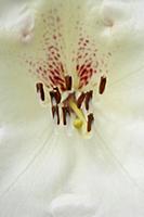 Rhododendron 'Rothenburg', Close view of a cluster
