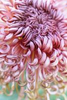 Chrysanthemum cultivar, Close cropped view of one 