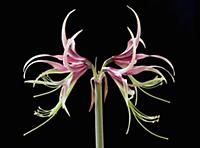 Amaryllis, Hippeastrum 'Chico', Side view of one s