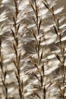 Eulalia grass, Miscanthus sinensis 'Kleine Silbers