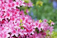 Azalea, Rhododendron 'Pekoe', Multiple pink flower