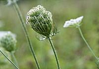 Carrot, Wild carrot, Daucus carota. Side view of o