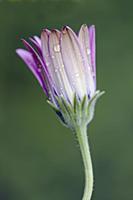 African daisy, Osteospermum 'Serenity purple', Clo