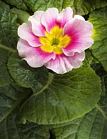 Primrose, Primula 'Appleblossom', Overhead view of