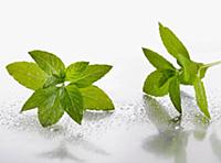 Peppermint, Mentha piperita sprigs on silver backg