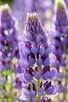 Lupin, Lupinus 'Purple Emperor', Side view of one 