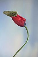 Field poppy, Papaver rhoeas, Side view of one open